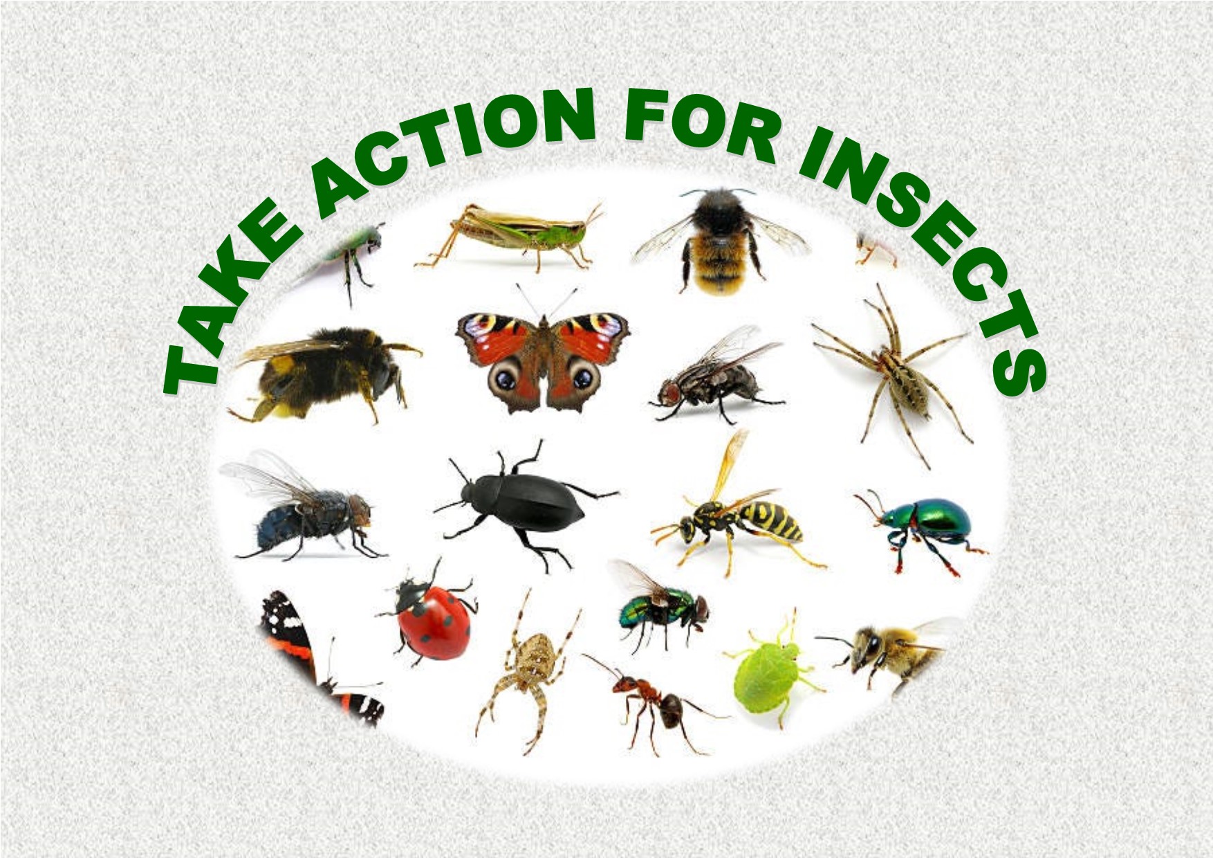 Ashington Town Council Approves Emergency Motion to Save Insects