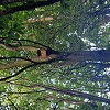 Town-Wide Bird Box Initiative