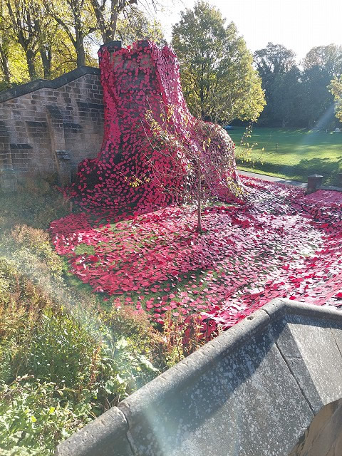 saltwellpoppydisplay1