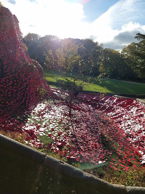 saltwellpoppydisplay2