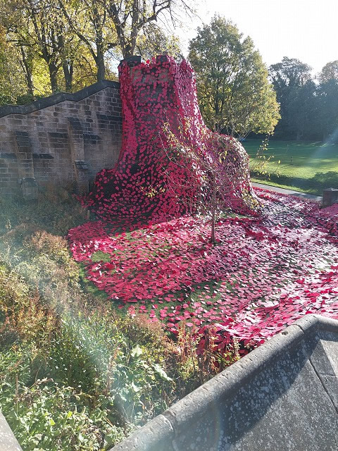 saltwellpoppydisplay3