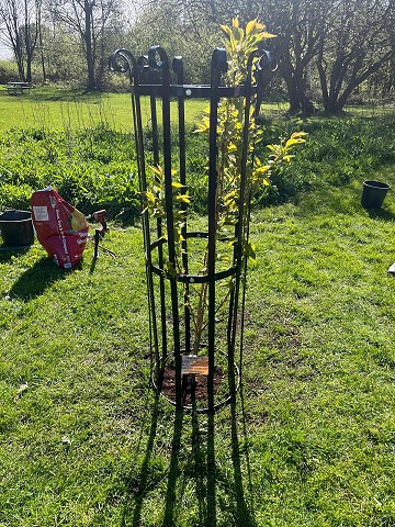 George's Memorial Tree
