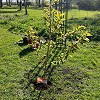 George's Memorial Tree