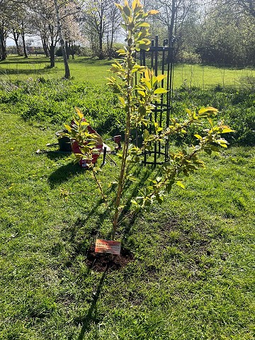 George's Memorial Tree