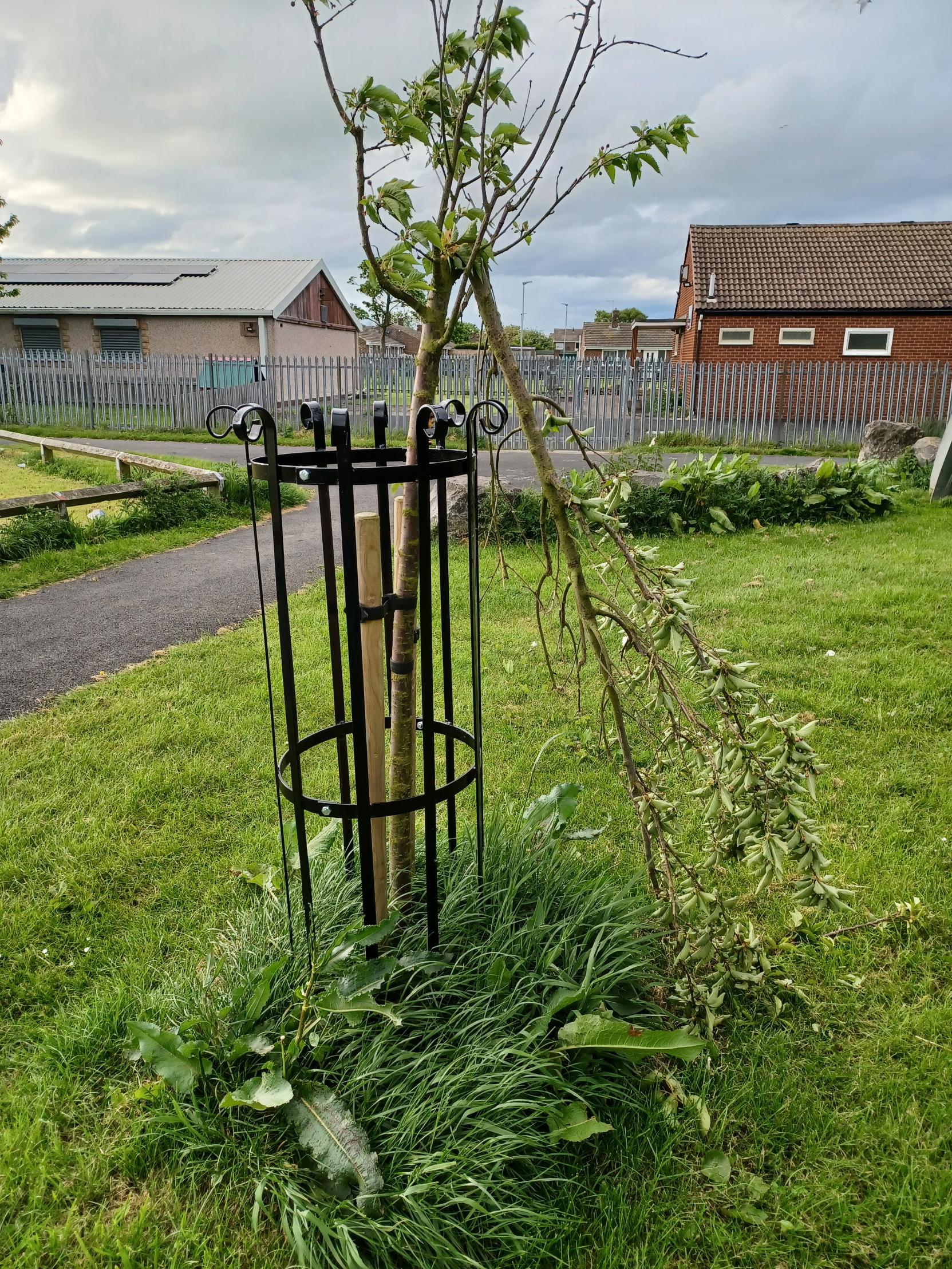 Mindless vandalism to trees