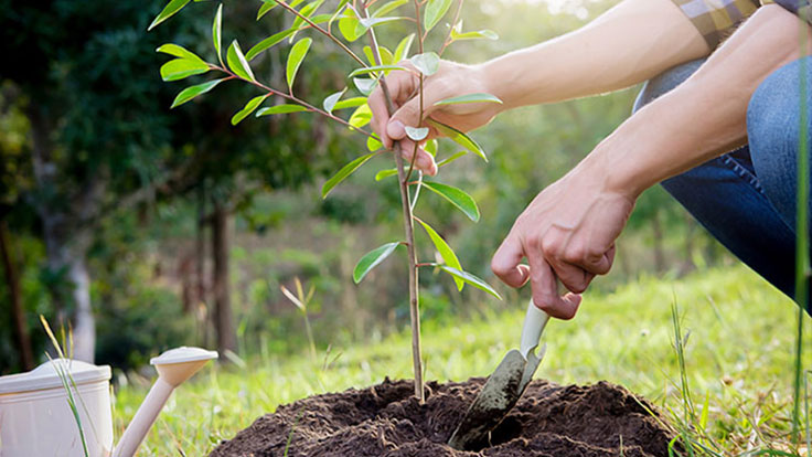 New Tree Planting Target for Ashington