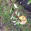 Wansbeck Road Allotment Orchard Opening 2025